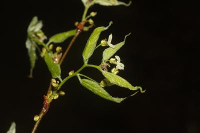 Micocoulier de provence, Falabreguier Celtis australis L., 1753