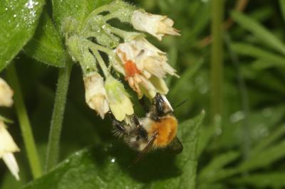 Bourdon des champs Bombus pascuorum (Scopoli, 1763)