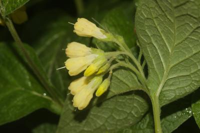 Consoude à tubercules Symphytum tuberosum L., 1753