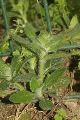 Bugle de Genève Ajuga genevensis L., 1753