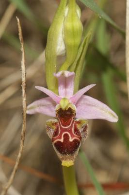 Ophrys bécasse Ophrys scolopax Cav., 1793