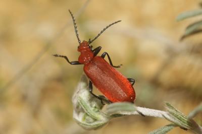 Cardinal à tête rouge Pyrochroa serraticornis (Scopoli, 1763)