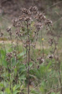 Inule conyze, Inule squarreuse Inula conyza DC., 1836