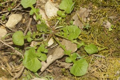 Rhagadiole comestible Rhagadiolus edulis Gaertn., 1791
