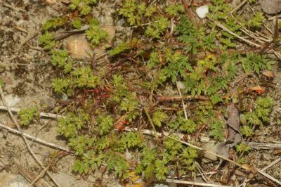 Gnavelle annuelle Scleranthus annuus L., 1753
