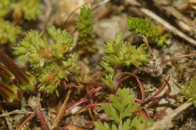 Gnavelle annuelle Scleranthus annuus L., 1753