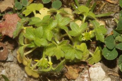 Renoncule à petites fleurs Ranunculus parviflorus L., 1758
