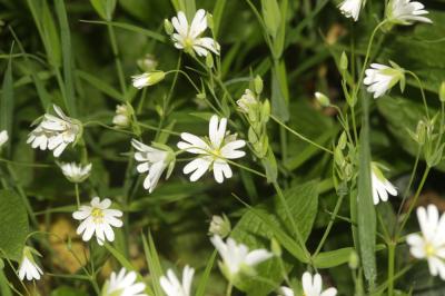 Stellaire holostée Stellaria holostea L., 1753
