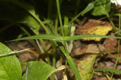 Stellaire holostée Stellaria holostea L., 1753
