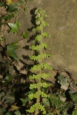 Polystic à frondes soyeuses, Fougère des fleuriste Polystichum setiferum (Forssk.) T.Moore ex Woyn., 1913