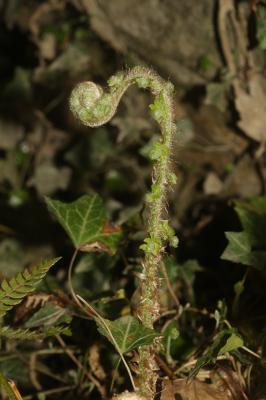 Polystic à frondes soyeuses, Fougère des fleuriste Polystichum setiferum (Forssk.) T.Moore ex Woyn., 1913