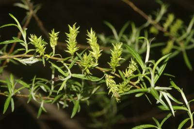 Saule drapé Salix eleagnos Scop., 1772