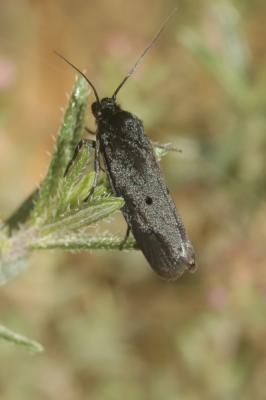  Ethmia chrysopyga (Zeller, 1844)