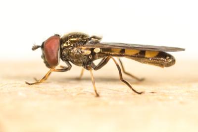  Melanostoma mellinum (Linnaeus, 1758)