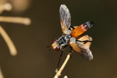  Cylindromyia rufifrons (Loew, 1844)