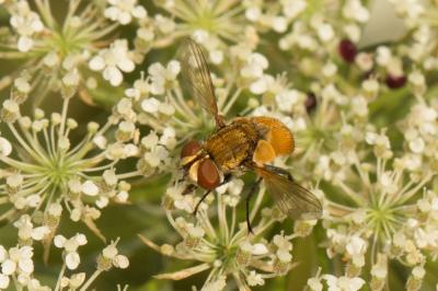  Ectophasia crassipennis (Fabricius, 1794)