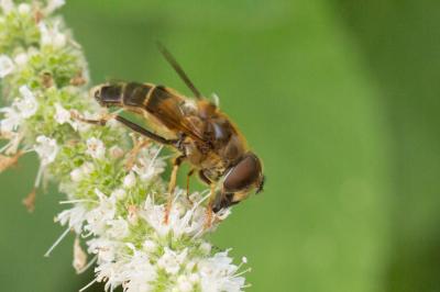  Eristalis pertinax (Scopoli, 1763)