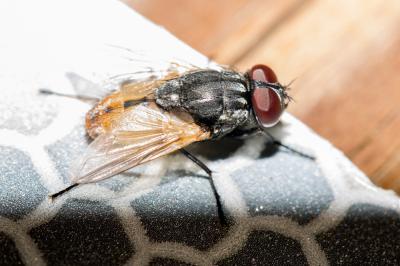  Musca autumnalis De Geer, 1776