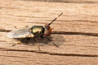  Physiphora alceae (Preyssler, 1791)