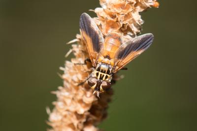 Trichopoda pennipes (Fabricius, 1781)