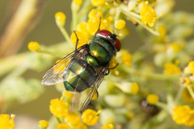  Neomyia Walker, 1859