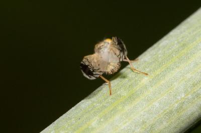 Trupanea amoena (Frauenfeld, 1857)