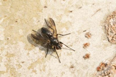  Paykullia maculata (Fallén, 1815)
