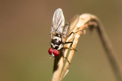  Anthomyia procellaris Rondani, 1866