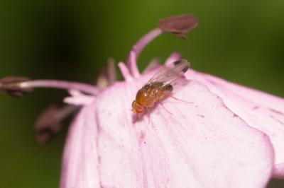  Drosophila suzukii (Matsumura, 1931)