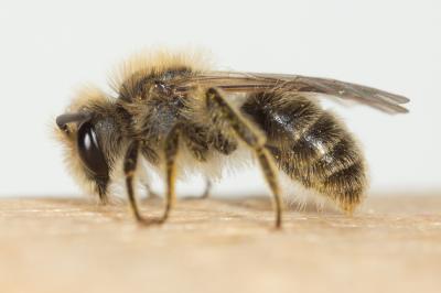  Andrena cinerea Brullé, 1832