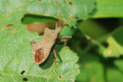 Corée marginée Coreus marginatus (Linnaeus, 1758)