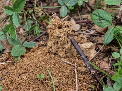  Lasioglossum marginatum (Brullé, 1832)