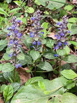 Bugle rampante, Consyre moyenne Ajuga reptans L., 1753