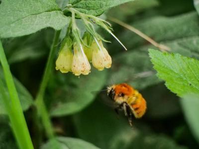 Bourdon des champs Bombus pascuorum (Scopoli, 1763)