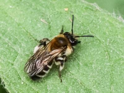 Andrena symphyti Schmiedeknecht, 1883