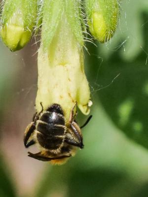 Andrena symphyti Schmiedeknecht, 1883