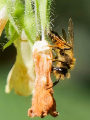  Andrena ferox Smith, 1847