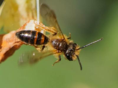  Andrena ferox Smith, 1847