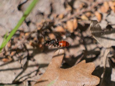  Nomada symphyti Stoeckhert, 1930