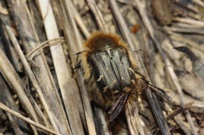  Tropinota hirta (Poda, 1761)