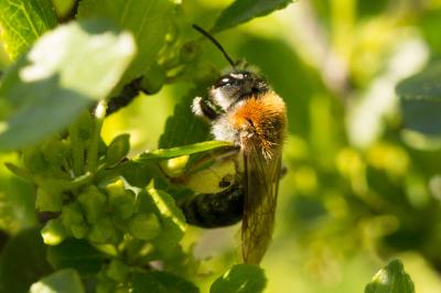  Andrena haemorrhoa (Fabricius, 1781)