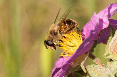 Eristale gluante, Mouche pourceau Eristalis tenax (Linnaeus, 1758)