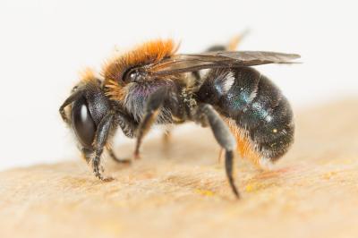  Osmia versicolor Latreille, 1811