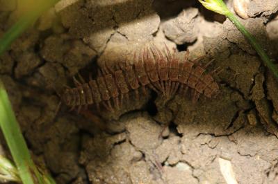  Polydesmus 
