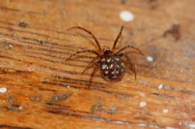  Steatoda 