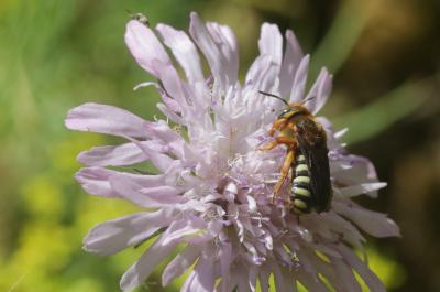  Rhodanthidium septemdentatum (Latreille, 1809)