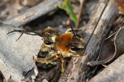  Eucera Scopoli, 1770
