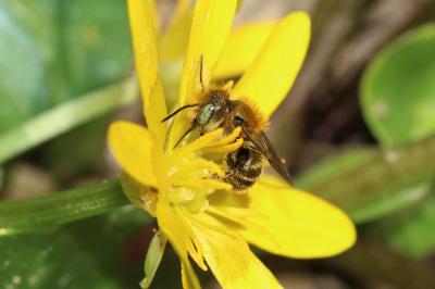  Osmia Panzer, 1806