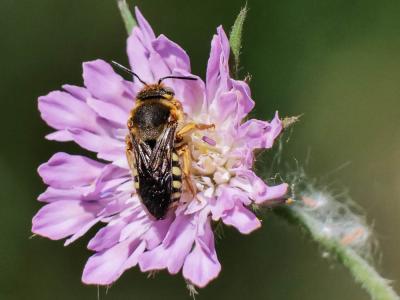  Rhodanthidium septemdentatum (Latreille, 1809)