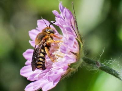  Rhodanthidium septemdentatum (Latreille, 1809)